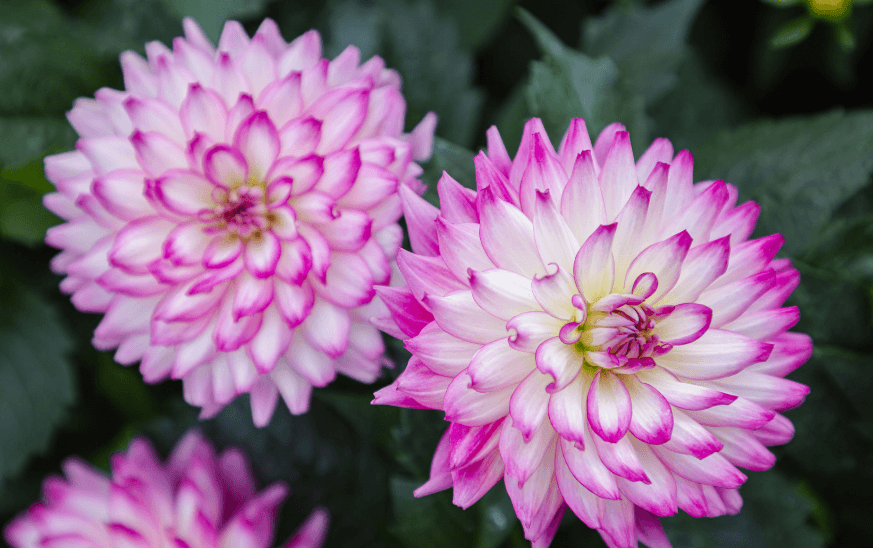 Dalias con flor blanca y rosada