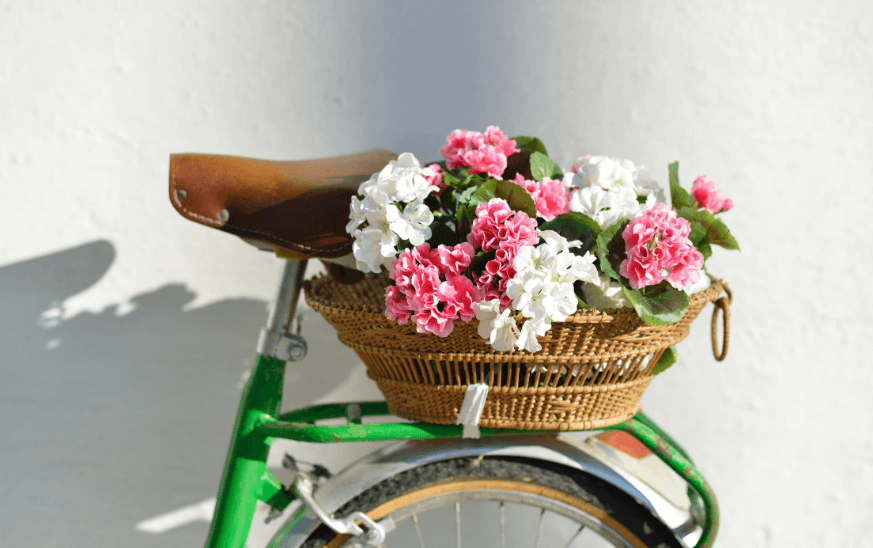 Gerenios en una cesta de bicicleta, plantas de exterior resistentes para terrazas